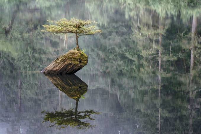 Fairy Lake Fir Tree by lakevermilionphotos - Stillness Photo Contest