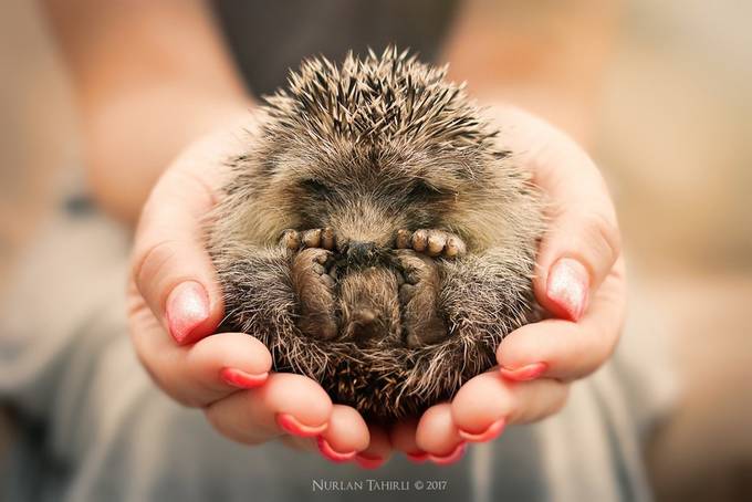 Baby hedgehog sleeping in my hands by Nurlan_Tahirli - A Sense Of Touch Photo Contest