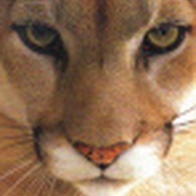 cougarox avatar