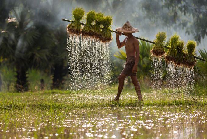 a day in the field by Natnatt - Cultures of the World Photo Contest