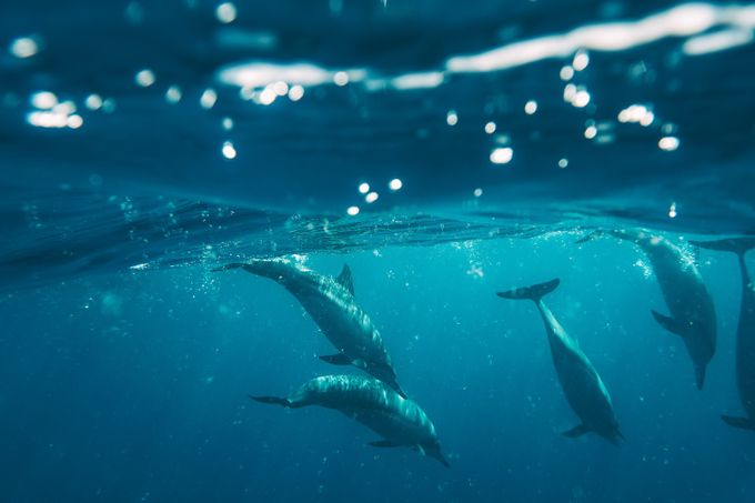 Dolphins swimming in the ocean around Kona, Hawaii by jasongeneric - Wildlife Families Photo Contest