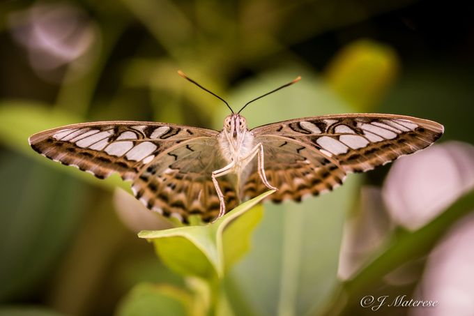 Butterfly 2017 2 by jmimages - Everything Butterflies Photo Contest