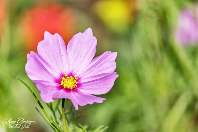 Cosmos Bipinnatus by AnneCarrigan - Bright Colors In Nature Photo Contest
