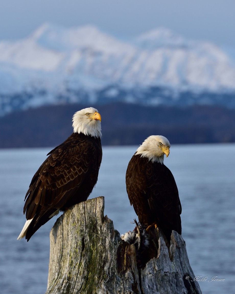 A pair of eagles by cheyennejensen - Strong Foregrounds Photo Contest