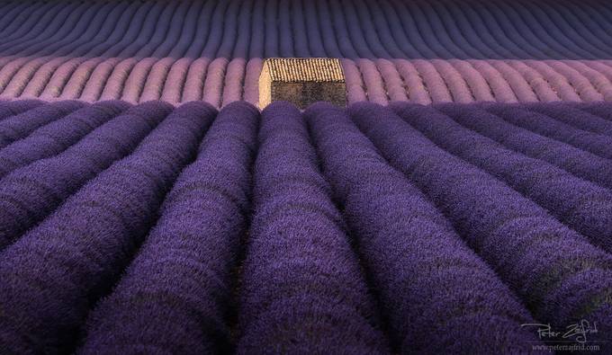 Lavender dreams by saintek - Shades Of Purple Project