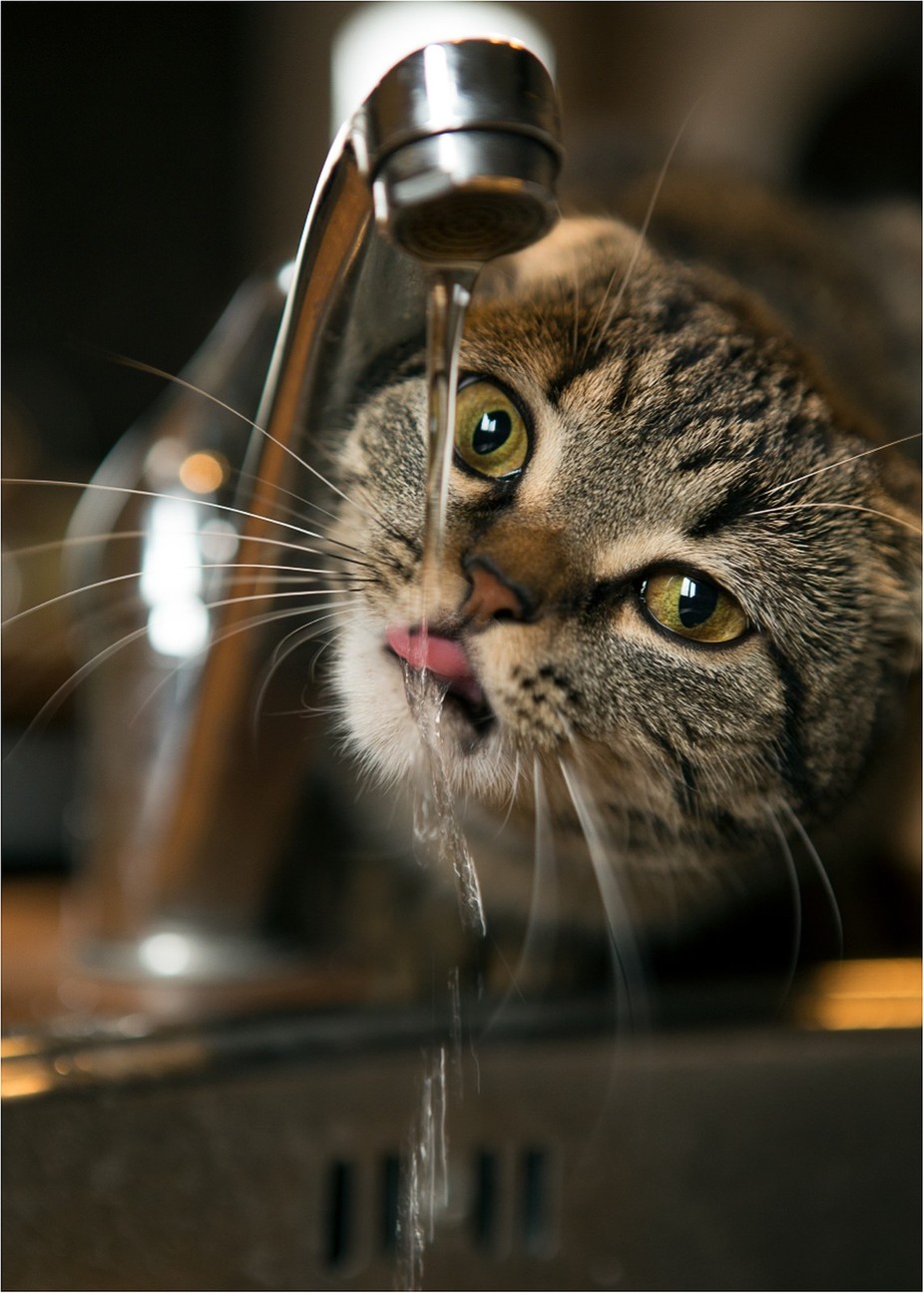 Thirst by lifearound - Cute Cats Photo Contest
