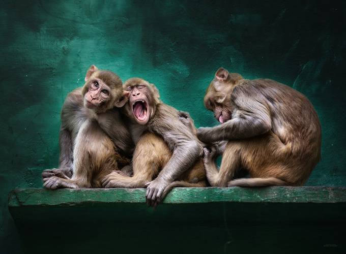 Grooming time by Ethos - Apes Photo Contest