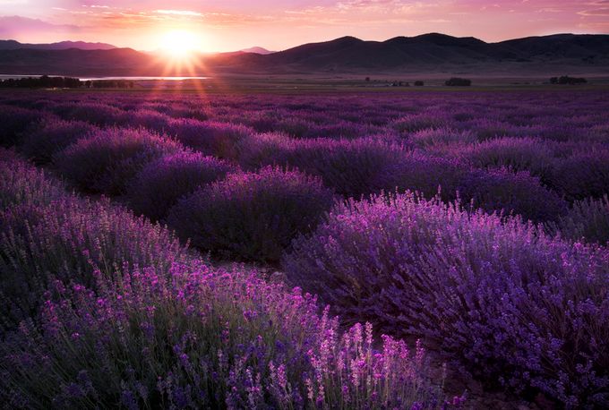 Lavender_Fields by ellestaples - Bright Colors In Nature Photo Contest