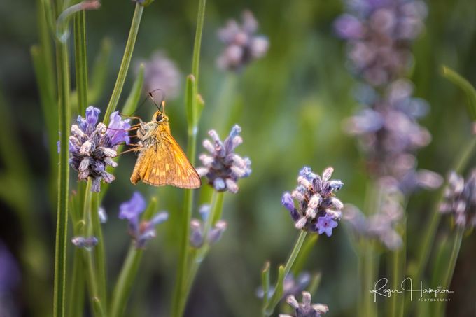 Moth by rogerhampton - Bright Colors In Nature Photo Contest