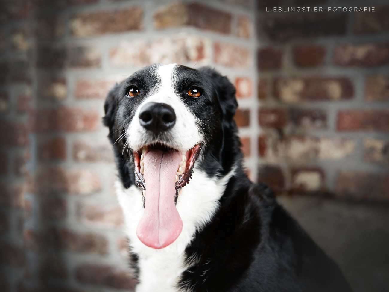 How To Shoot An Awesome Portrait Of Man's Best Friend