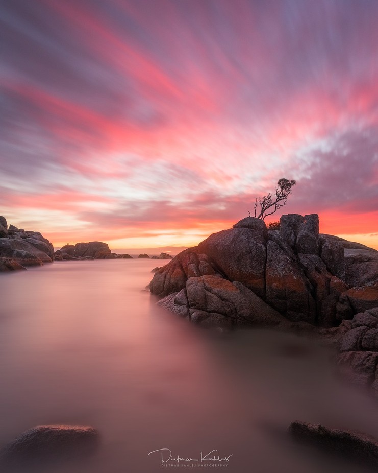Lonely tree, Bay of Fires, Tasmania by lake_of_tranquility - Bright Colors In Nature Photo Contest