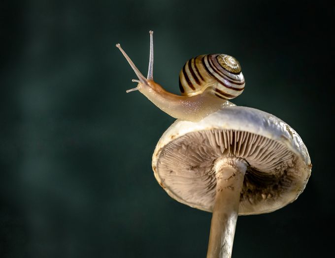 Snail and Mushroom 2 by Lpepz - Macro And Patterns Photo Contest