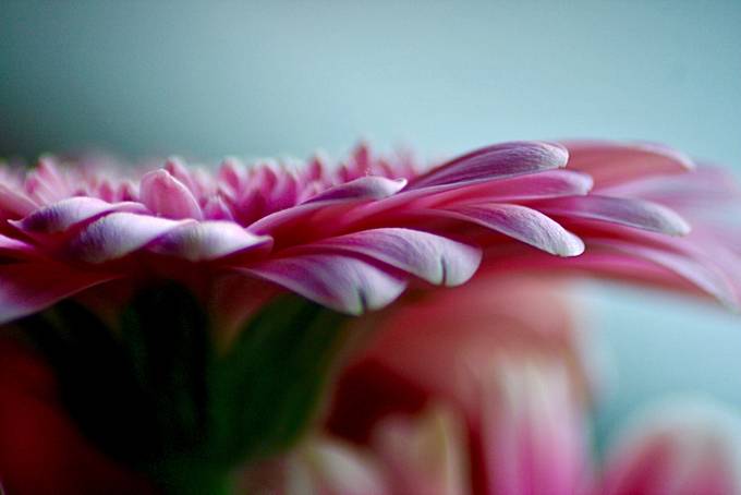 Gerbera in Macro by rebelpunk - Beautiful Flowers Photo Contest