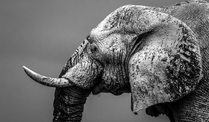 Cracked by MKPhotographysa - Big Mammals Photo Contest