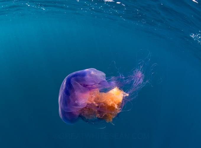 Jelly in Colour by Greatwhitesean - Bright Colors In Nature Photo Contest