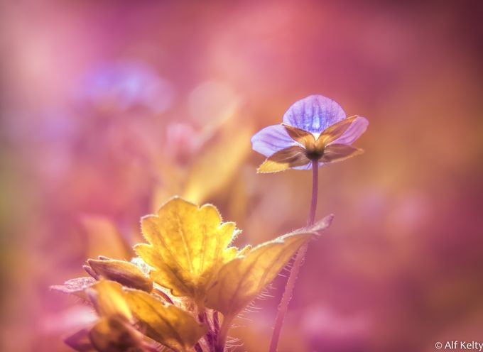 ~ How I Shine ~ by alfkelty - Bright Colors In Nature Photo Contest