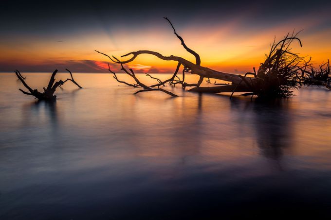 Dawn At Driftwood Boneyard-Big Talbot Island by Drperry113 - Fallen Trees Photo Contest
