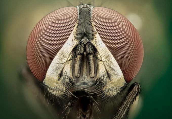 mosca by lucianorichino - Macro And Patterns Photo Contest