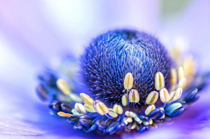 Anemone Stamens by ksean - Bright Colors In Nature Photo Contest