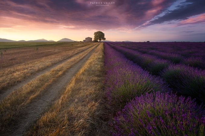 Lavender contrast by patrice-vallet - Bright Colors In Nature Photo Contest