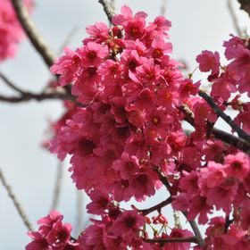 Cherry-Blossom avatar