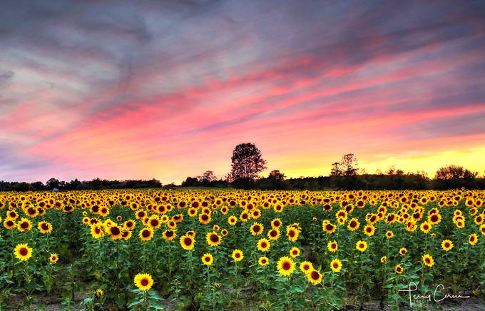 Setting Sun-Flowers by terryc - Bright Colors In Nature Photo Contest