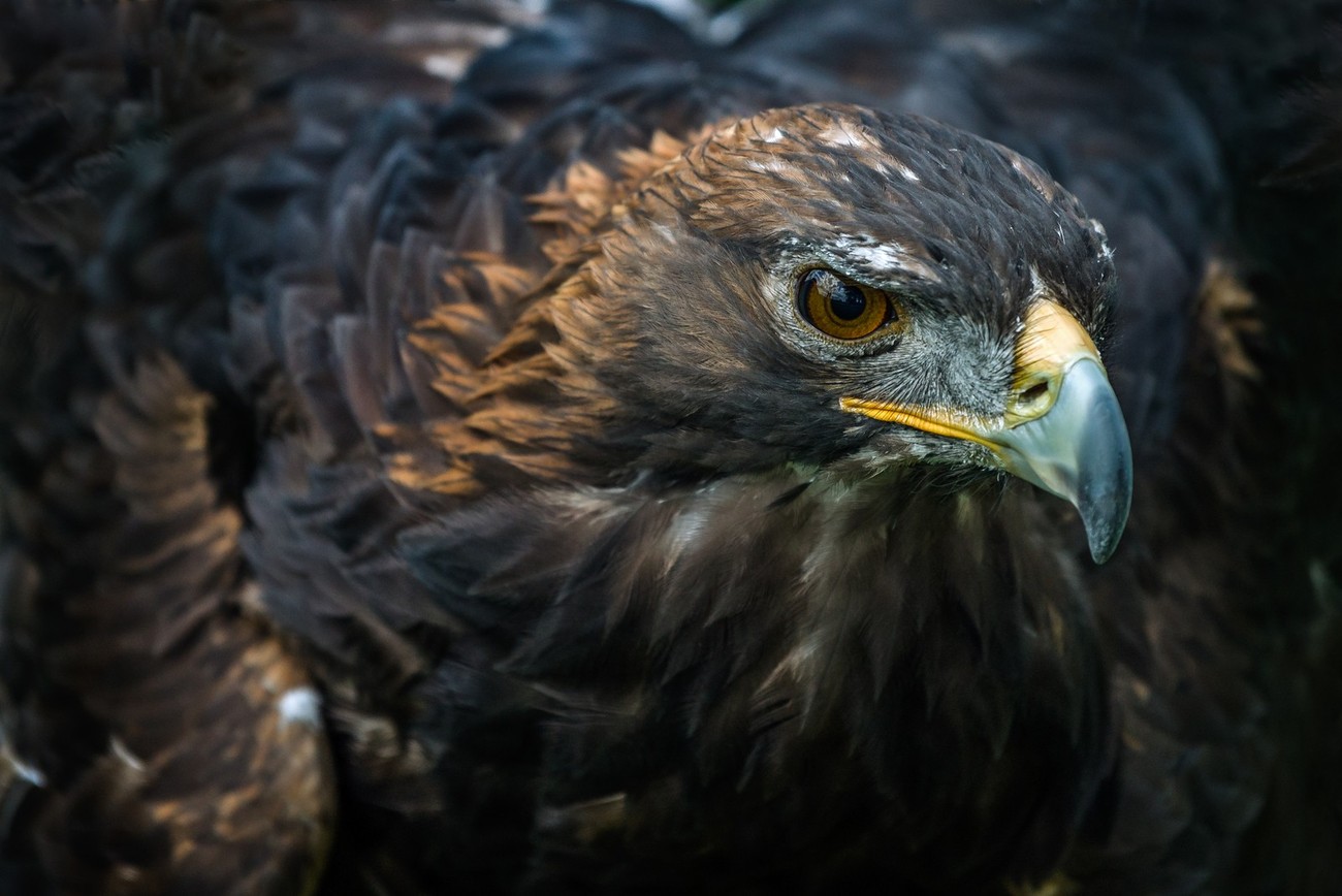 20+ Majestic Shots Of Eagles You Gotta See