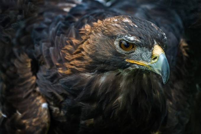 Golden eagle closeup by peterallinson - Majestic Eagles Photo Contest