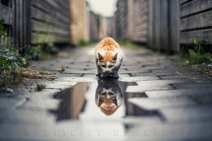 Double Trouble by felicityberkleef - Subjects On The Ground Photo Contest