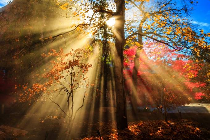 Autumn Rays by MiirImageFineArt - The Beauty Of Fall Photo Contest 2018