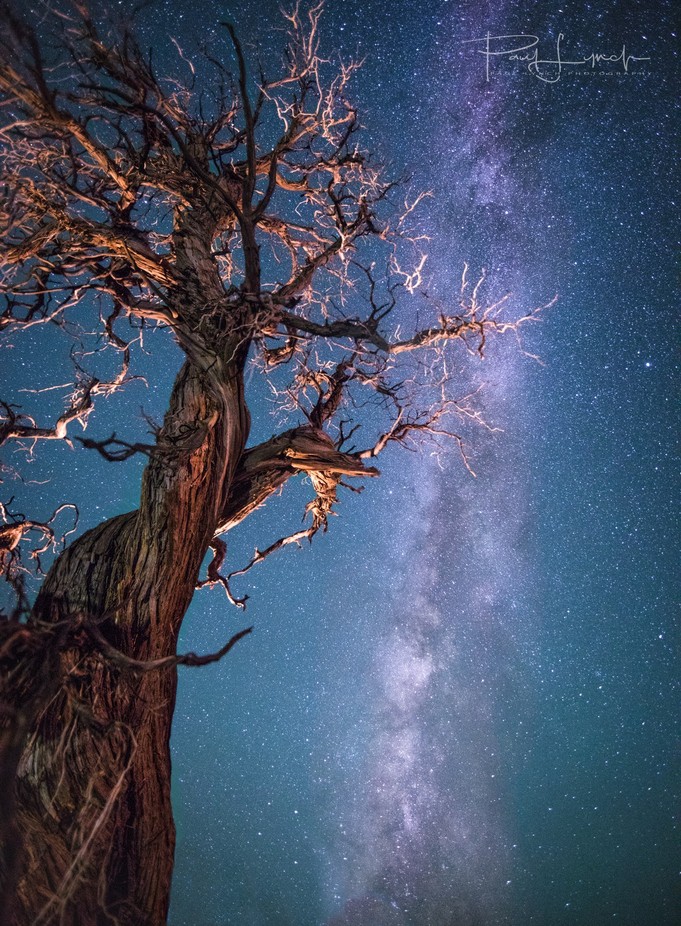 Gnarly Tree 2 by WorldPix - Look Up Photo Contest