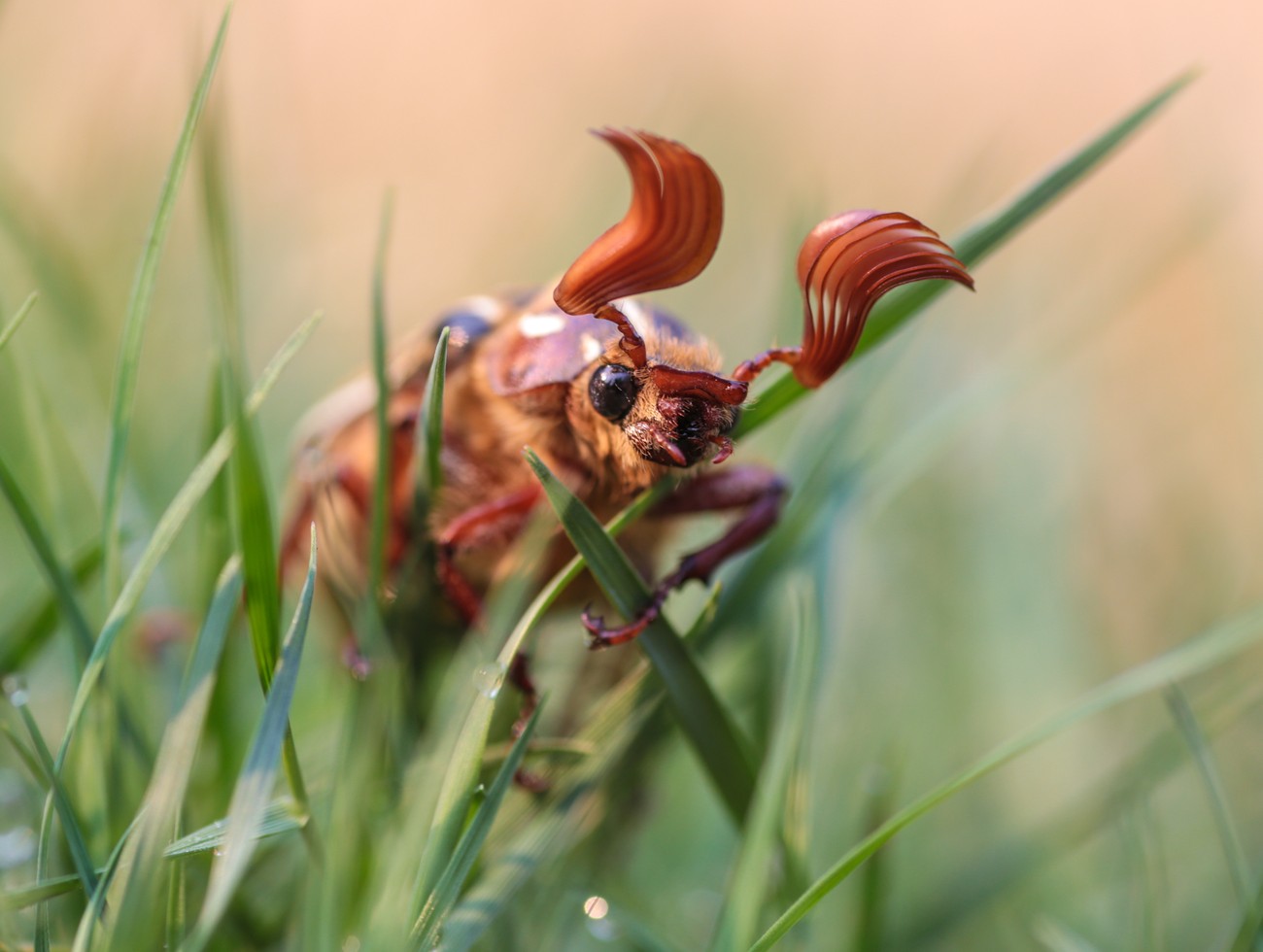 Everything Insects Photo Contest Winners