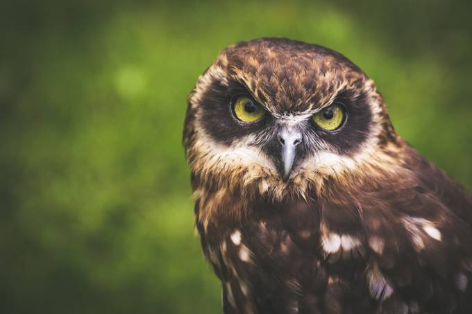 OWL by alekseisolovjov - The Animal Eye Photo Contest vol1