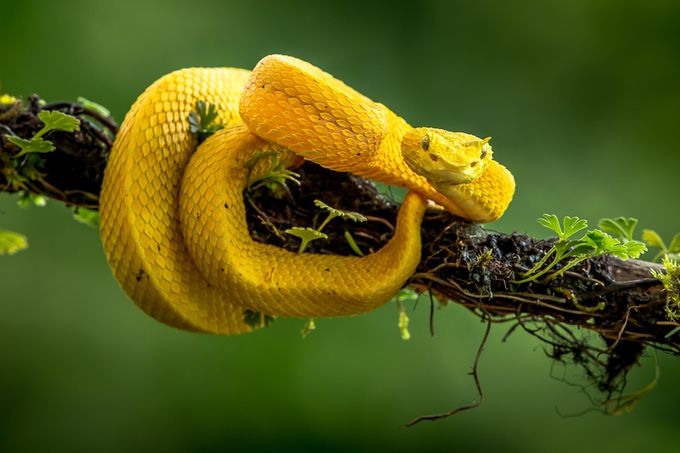 Deadly Yellow by HarryC - Yellow Beauty Photo Contest