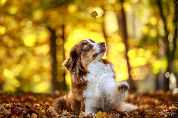 Autumn playtime by Jtrojer - Kittens vs Puppies Photo Contest