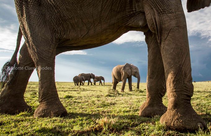 The Arch Way by charlotterhodes - Colossal Wildlife Photo Contest