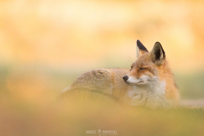 Chilling Fox by marcoimmervoll - Covers Photo Contest Vol 43