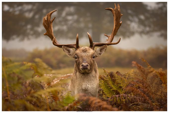 Fallow Deer In Portrait by BrianpSlade - Social Exposure Photo Contest Vol 12