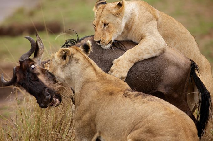 wildebeest v lions by bridgephotography - Food Chain Struggles Photo Contest