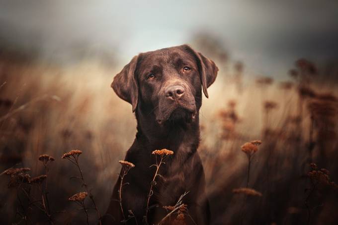chocolate meets autumn by stadthunde-erfurt - Friendly Pets Photo Contest