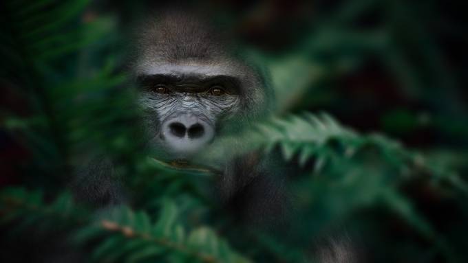 Gorilla by uwegibkes - Covers Photo Contest Vol 42