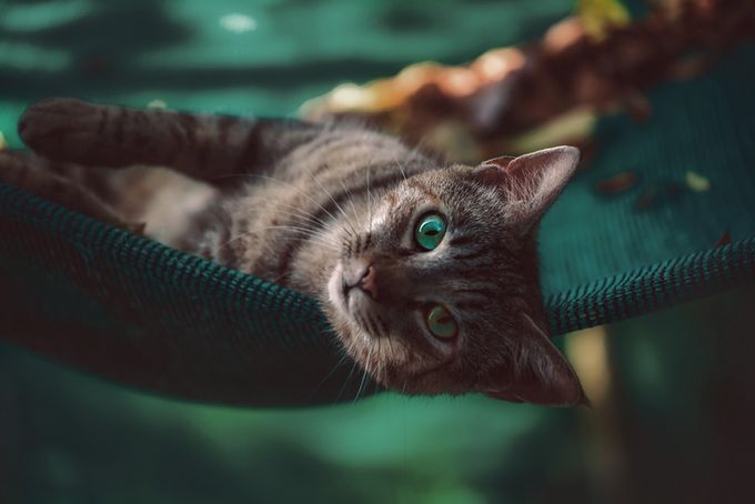 Turquoise eyes  by FGogoF - My Cute Pet Photo Contest
