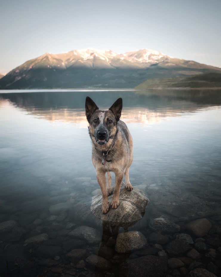 Roxy at Twin Lakes by mikefennell - Anything Animals Photo Contest