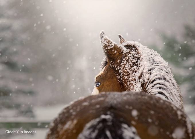 Snowstorm by Giddeyupimages - A Single Horse Photo Contest