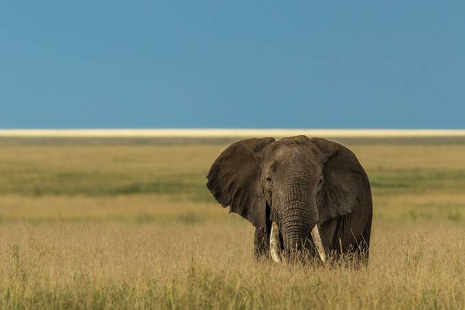 Tusker by vladcech - Isolated Photo Contest