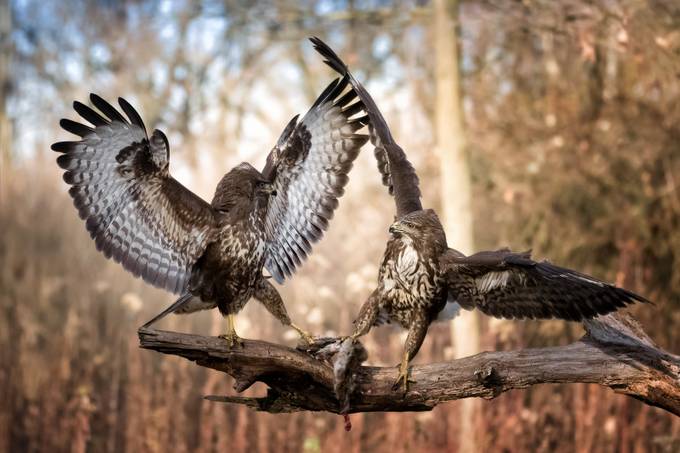 Quarrel between buzzards by fabrizioferraris - Celebrating Nature Photo Contest Vol 6