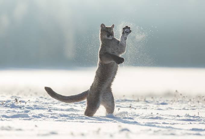 Puma playing with snow by vladcech - Snow Photo Contest