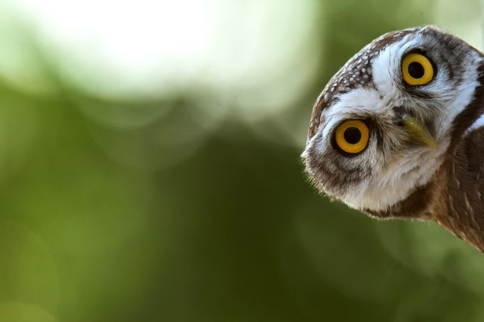 Spotted Owlet by avkash - Beautiful Owls Photo Contest