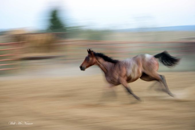 DSC_2640Colt Running by willmcnamee - Fast Photo Contest