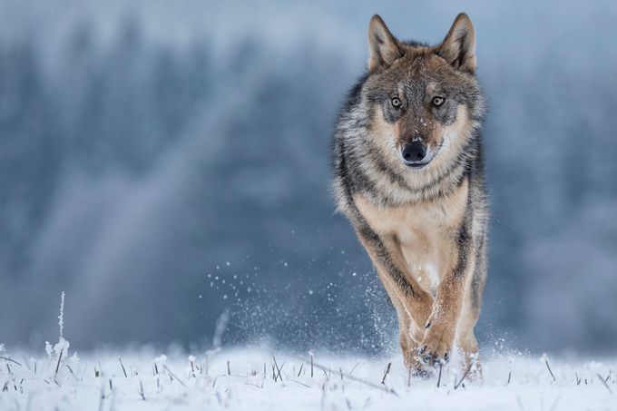 Wolf running by vladcech - Animals In The Winter Photo Contest